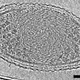 Illustration for article titled The First Detailed Image of the World's Smallest Known Life-form